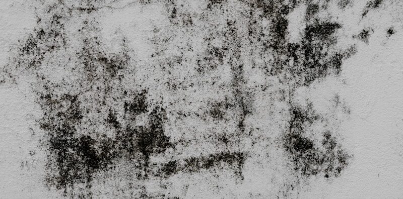 a black and white photo of a wall with mold infestation